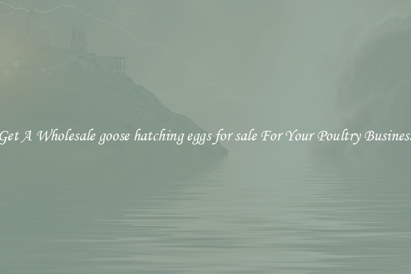 Get A Wholesale goose hatching eggs for sale For Your Poultry Business